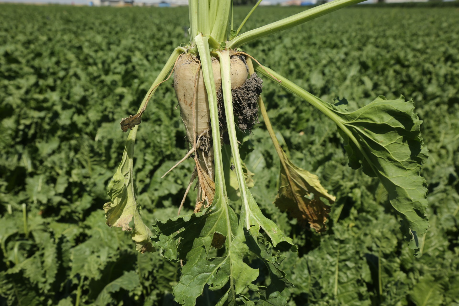 KONYA ŞEKER’DEN 182 MİLYON TL AVANS 