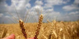 Fiyatları Üreticiyi Sevindirdi