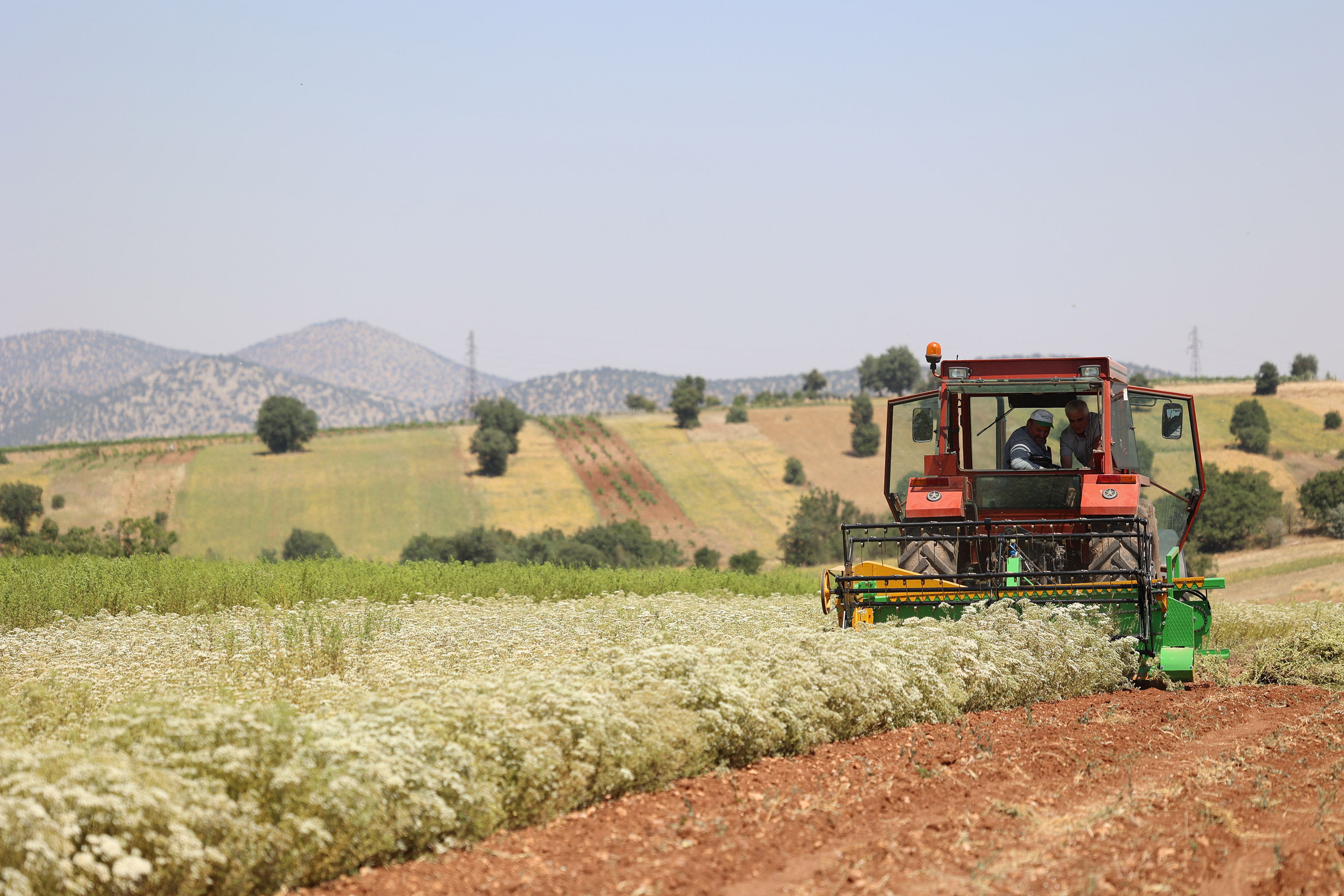 KEKİKLERİN HASADI YAPILDI